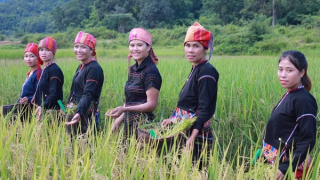 Chuyện cây lúa linh thiêng nơi đại ngàn Trường Sơn