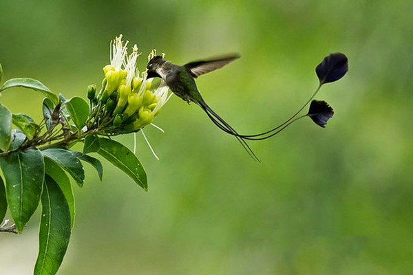 Vẻ ngoài lộng lẫy của loài chim trong Sách đỏ IUCN