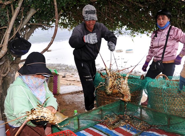 Chưa rõ nguyên do vì đâu khó xuất khẩu tôm hùm bông sống đi Trung Quốc