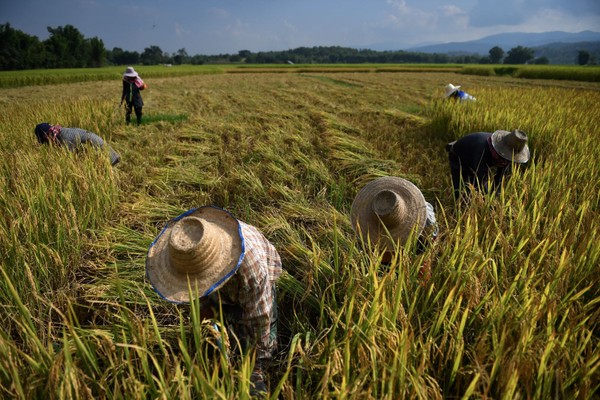 El Nino ngày càng phức tạp, đe dọa vựa lúa Đông Nam Á