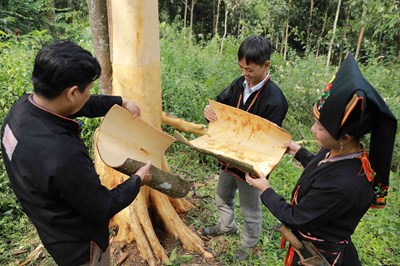 Phát triển bền vững ngành quế Việt Nam