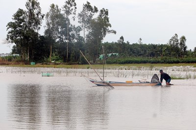 Tăng thu nhập từ mô hình sinh kế mùa nước nổi ở Sóc Trăng