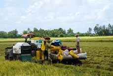 Đồng bào Khmer Kiên Giang vươn lên từ các chính sách dân tộc