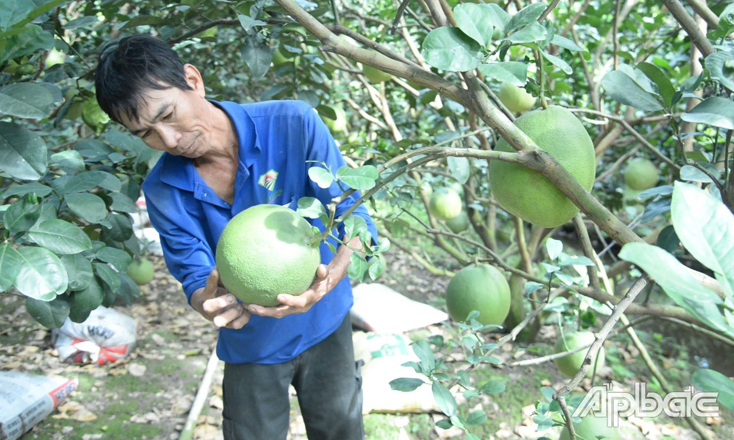 Tiền Giang: Nhà vườn tất bật chuẩn bị nông sản tết