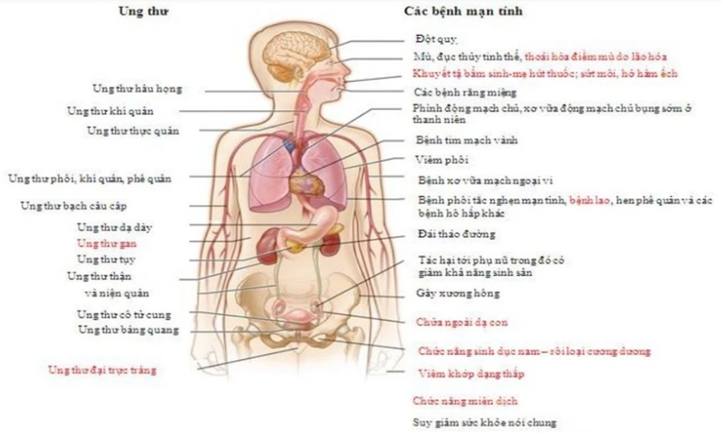 Bộ Giáo dục và Đào tạo đưa phòng chống thuốc lá vào chương trình bậc THPT