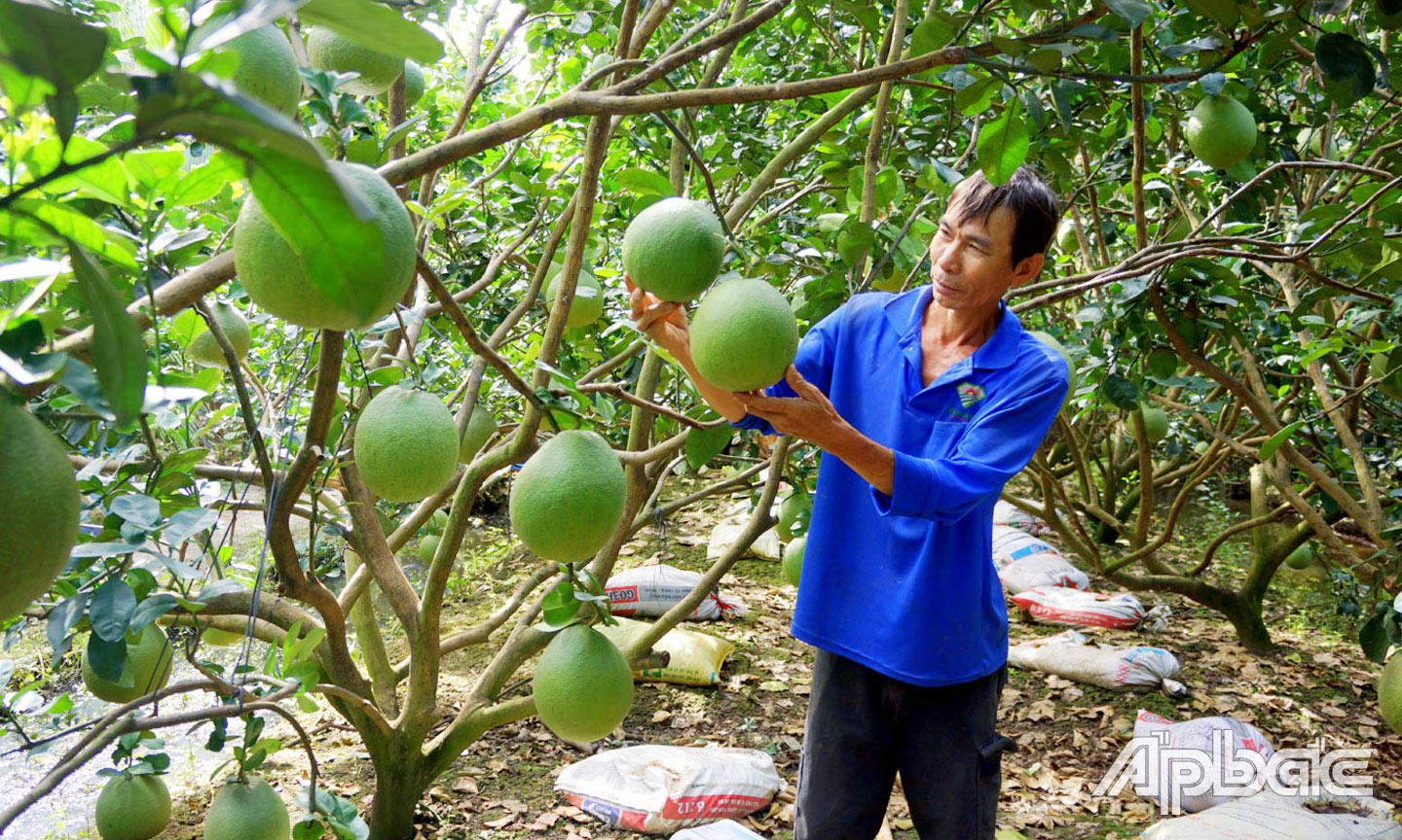 Trái cây tết sẵn sàng lên mâm ngũ quả