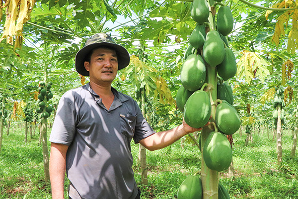 Liên kết sản xuất giúp nông dân tăng thu nhập