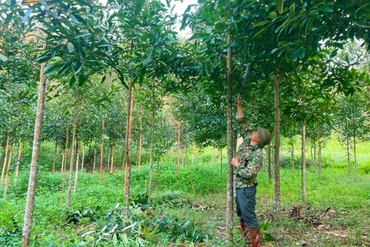 Dương Phong nâng cao tiêu chí thu nhập 0