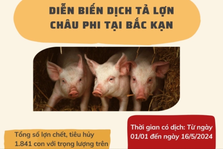 Bắc Kạn: 45/108 xã, phường xuất hiện dịch tả lợn châu Phi 0