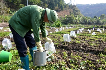 Tích cực chăm sóc cây trồng vụ xuân 0