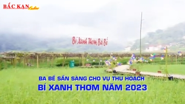 Ba Bể vào vụ thu hoạch bí xanh thơm