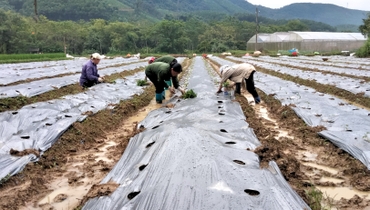 Chợ Mới giảm nghèo nhờ chuyển đổi cơ cấu cây trồng 0