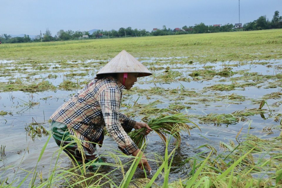 Cánh đồng ngập nước