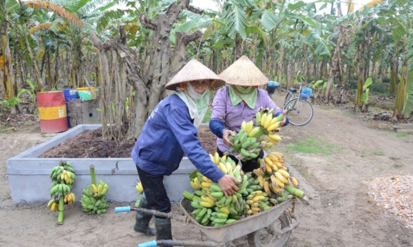 Lương Tài phát triển bền vững