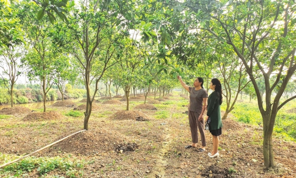 Hỗ trợ phụ nữ Thuận Thành phát triển mô hình kinh tế tập thể