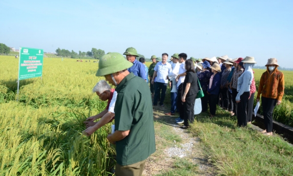 Ứng dụng kỹ thuật canh tác tiên tiến sản xuất lúa Nếp thương phẩm chất lượng cao