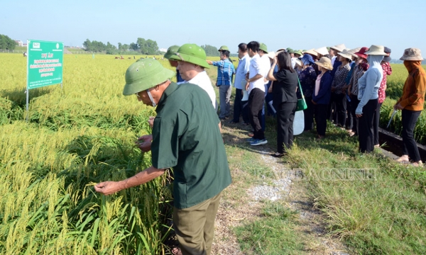 Đánh giá mô hình ứng dụng kỹ thuật canh tác tiên tiến sản xuất lúa Nếp thương phẩm chất lượng cao