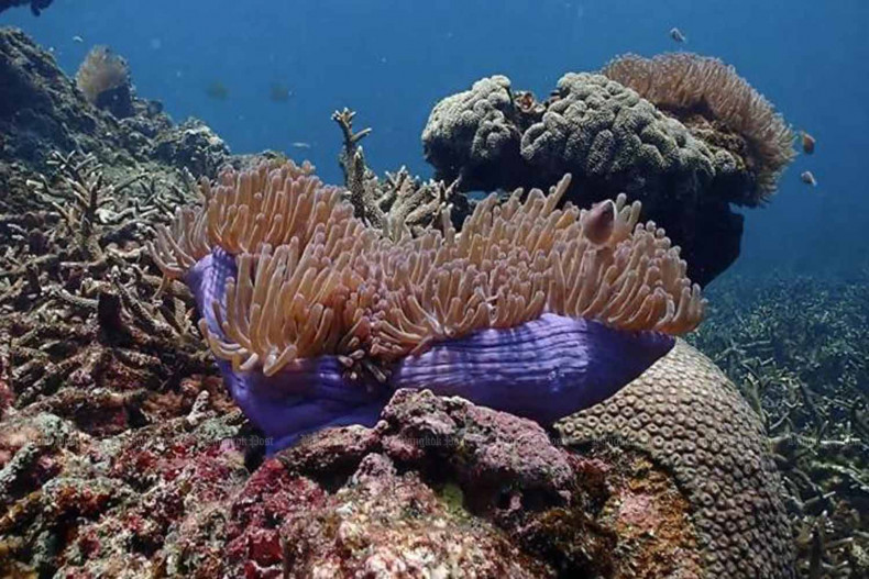 Coral at immediate risk from rising sea temperature, expert warns