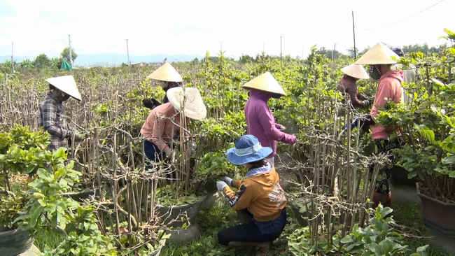 Chăm sóc hoa mai phục vụ tết