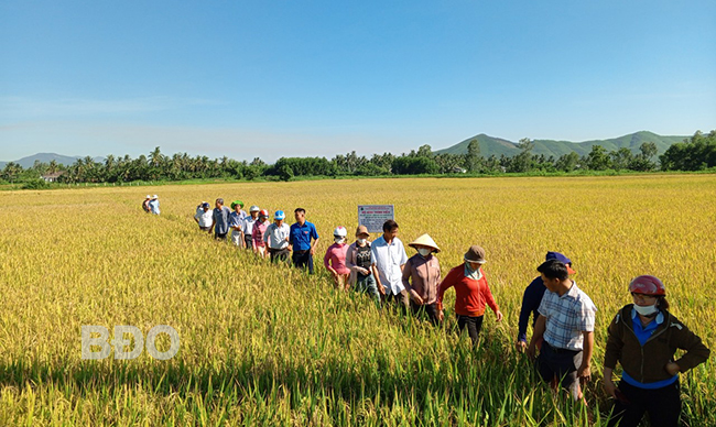 Sản xuất lúa hữu cơ gắn liên kết tiêu thụ sản phẩm: Nâng cao giá trị sản phẩm