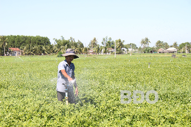 Đến năm 2025 có gần 6.000 ha cây trồng cạn được tưới bằng công nghệ tưới tiên tiến