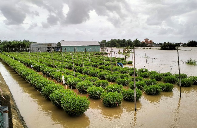 Mưa lũ gây nhiều thiệt hại cho ngành nông nghiệp