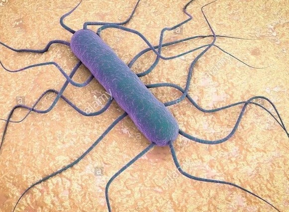 Chính phủ Mỹ cảnh báo nguy cơ bùng phát bệnh do vi khuẩn listeria