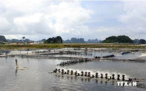 Quang Ninh strives to become northern region’s marine aquaculture hub