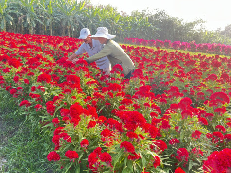 Hiệu quả từ những mô hình trồng hoa tết