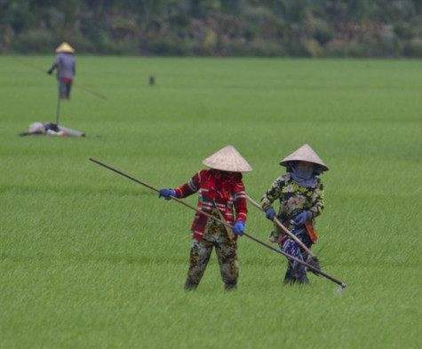 Coordination between Gov't, firms necessary to develop one-million-hectare rice project