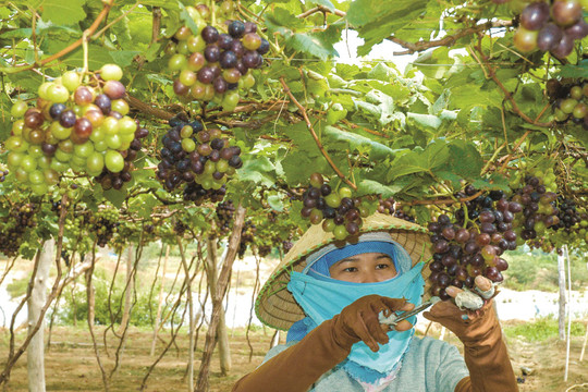 Tuy Phong: Phong Phu apple and Hong Nhat grape recognized as 3-star OCOP standard