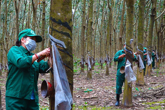 Mủ cao su tăng giá