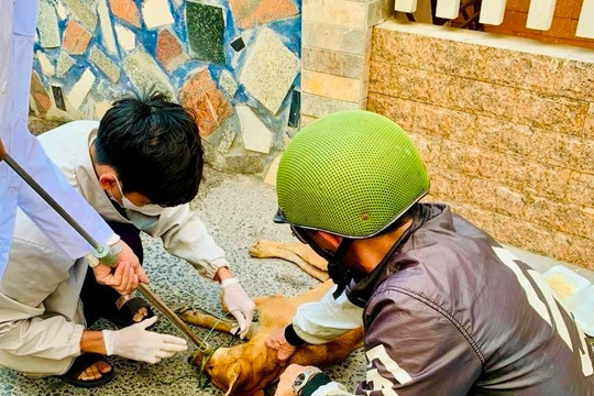 Phan Thiết: Sẽ thành lập đội chuyên trách bắt chó thả rông