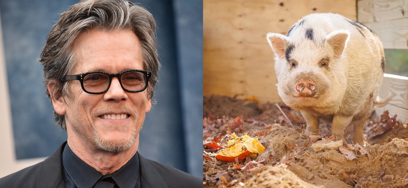 Chú lợn chạy trốn có tên Kevin Bacon không còn là 'Footloose': 'Anh ấy đã về nhà'