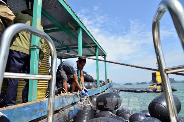 Đã có 5 ngân hàng triển khai gói hỗ trợ khách hàng thiệt hại do bão số 3 tại Quảng Ninh