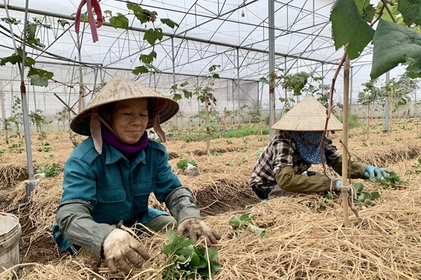 Sẵn sàng nguồn cung ứng rau quả an toàn cho thị trường Tết Giáp Thìn