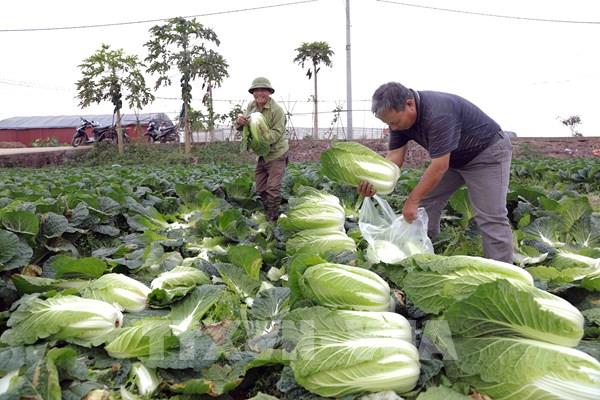 Sẵn sàng nguồn cung thực phẩm, rau xanh cho thị trường Tết