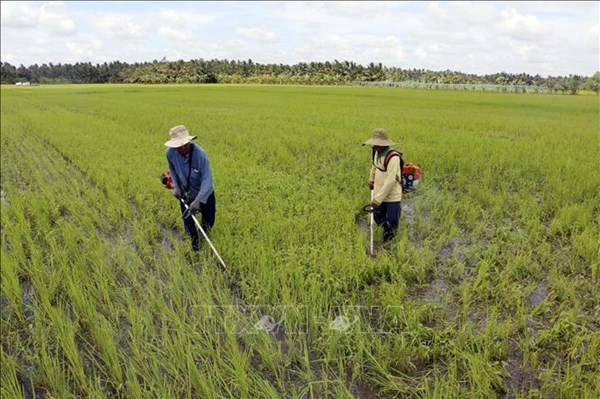 Hỗ trợ nông dân, phát triển nông nghiệp, kinh tế nông thôn bền vững