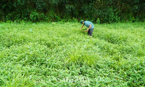 Nhịp rừng mùa sa mưa