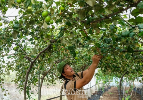 Những nông dân năng động làm giàu