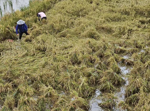 Thu hoạch lúa thu đông gặp khó vì thời tiết bất lợi