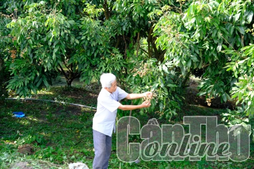 Phát triển vườn cây ăn trái chuyên canh chất lượng cao