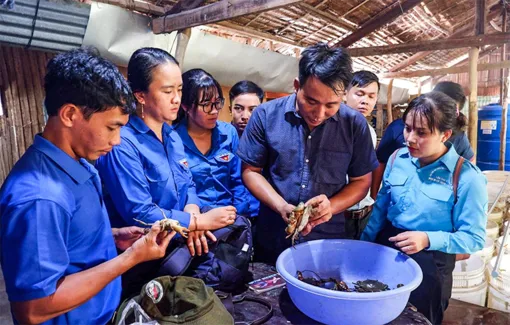 Nuôi cua trong thùng nhựa thu lãi trăm triệu đồng mỗi vụ