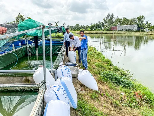 Hỗ trợ nông dân thực hiện mô hình nuôi cá chạch