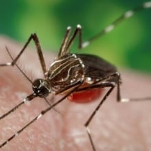 Peel báo cáo một người Virus West Nile năm nay