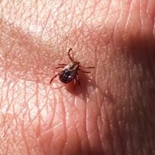 Early tick season expected in Toronto. Here's how to protect yourself — and your pets