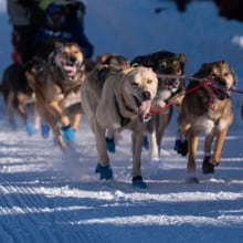 2 dogs die during Alaska's Iditarod sled dog race, prompting call from PETA to end the event