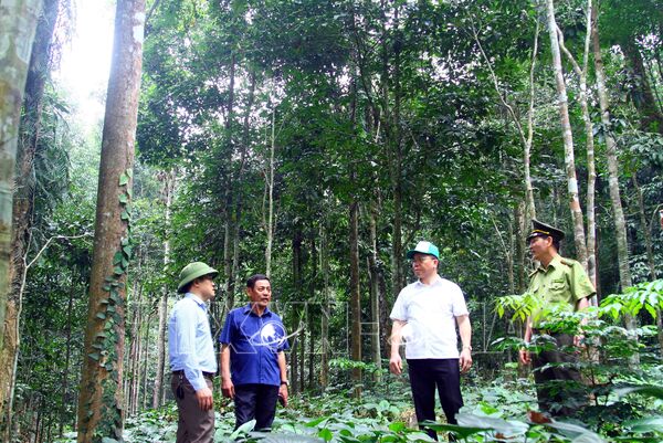 Xã hội hóa nguồn lực phục hồi rừng đầu nguồn sông Gianh