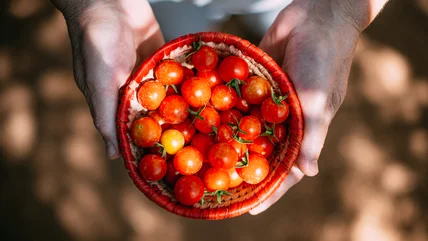 Có sự khác biệt nào giữa Cherry và Grapeatoes?