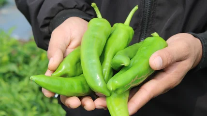 Bang duy nhất Hoa Kỳ nơi nông dân có thể mở rộng Hatch Chile